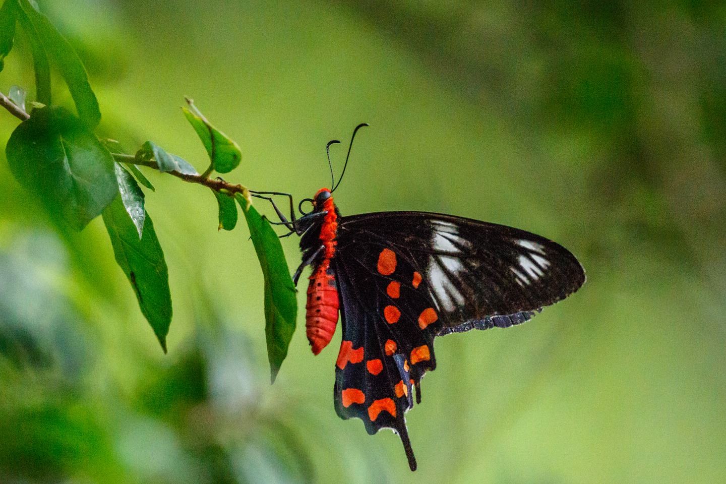 Crimson Rosenschmetterling